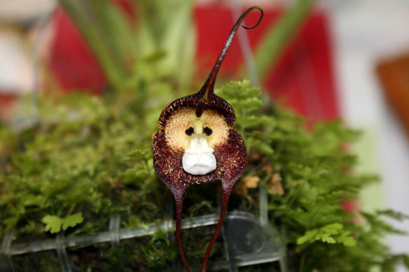 sad-monkey-orchid