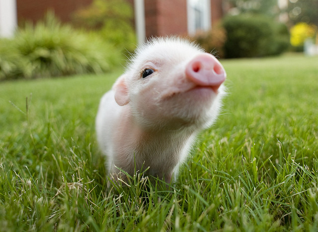 20 Of The Cutest Baby Animals That Will Fit In Your Hand