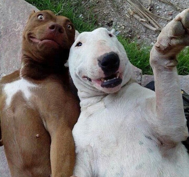 23-funniest-animal-selfies-22.jpg