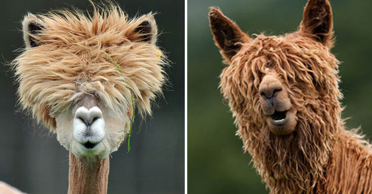The 22 most hilarious alpaca hairstyles ever. They probably are more