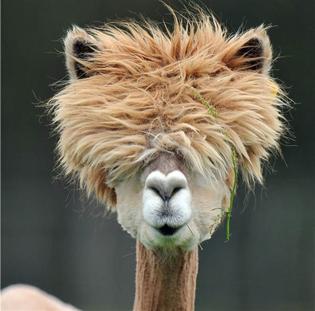 hilarious-alpaca-hairstyles-13