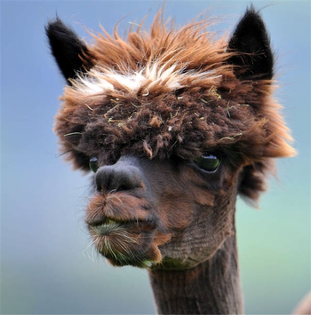 hilarious-alpaca-hairstyles-2