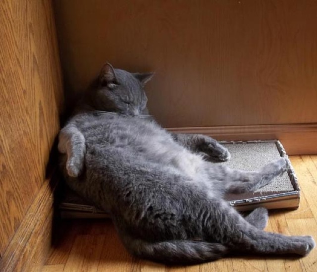 cats-sleeping-funny-positions-16.jpg