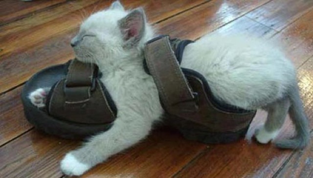 cats-sleeping-funny-positions-17.jpg