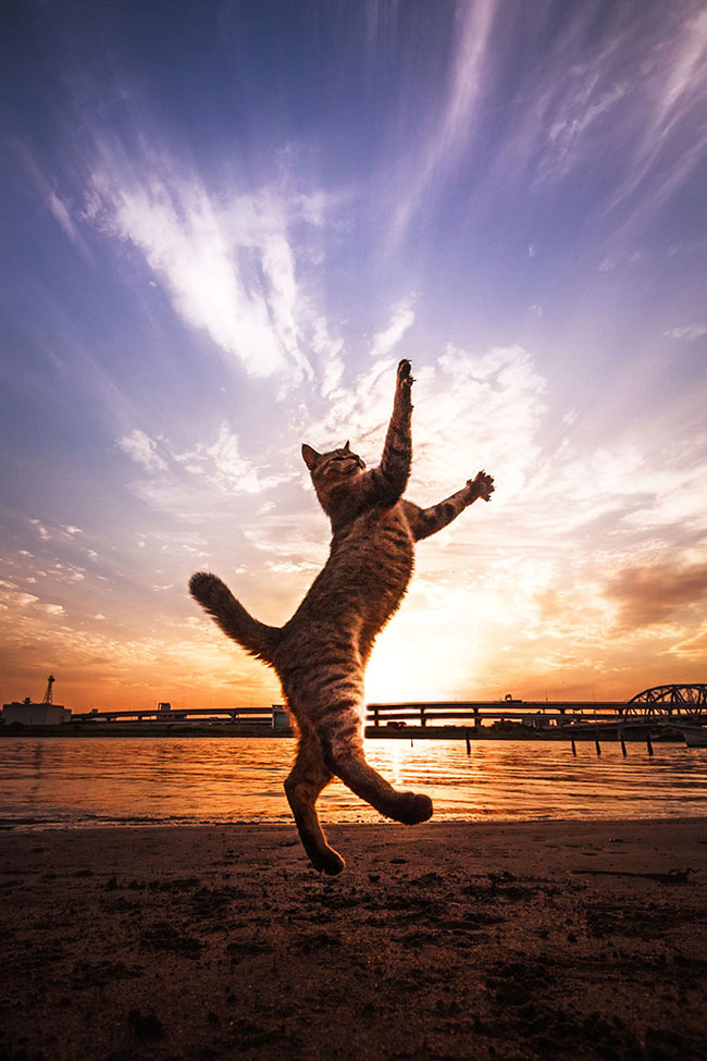 These are some of the most beautiful cat photos I've ever ...