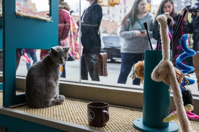America's first Cat Café opens in NYC have a cup of cappuccino and