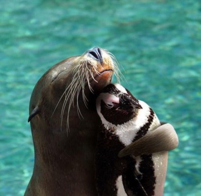 36 unlikely animal friendships showing us that differences don't matter
