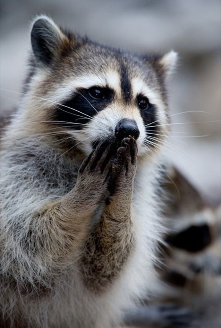 23 Hilarious Photos Of Surprised Animals. #15 Killed Me... LOL!