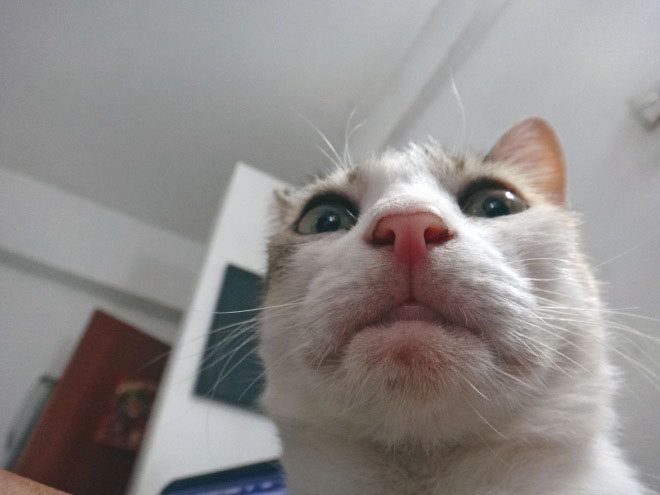 The 24 Funniest Photos Of Cats Taking Selfies. #5 Really Made My Day LOL!