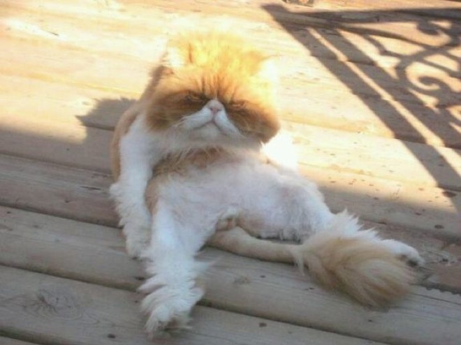 Hilarious Photos Of Cats Sitting Awkwardly Page Of