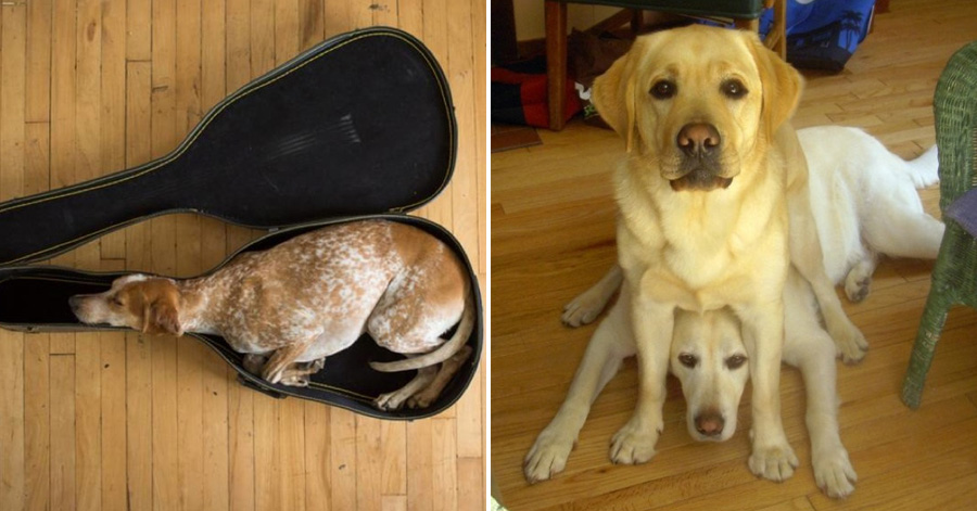 33 Funny Dogs That Will Do Whatever It Takes To Sit ...