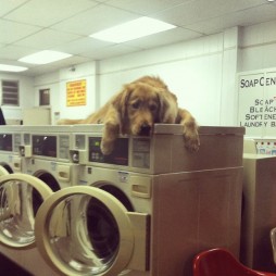 20 hilarious dogs who have no idea what they're doing. #6 really made