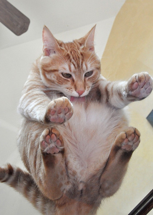 16 hilarious pictures of cats sitting on a glass table