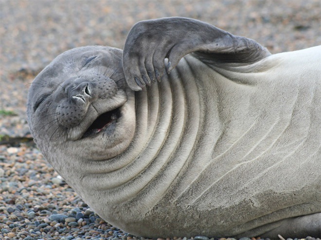 These laughing seals are the funniest thing you'll see today