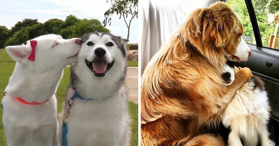 22 Adorable Photos Of Dogs Proving That Two Is Better Than One