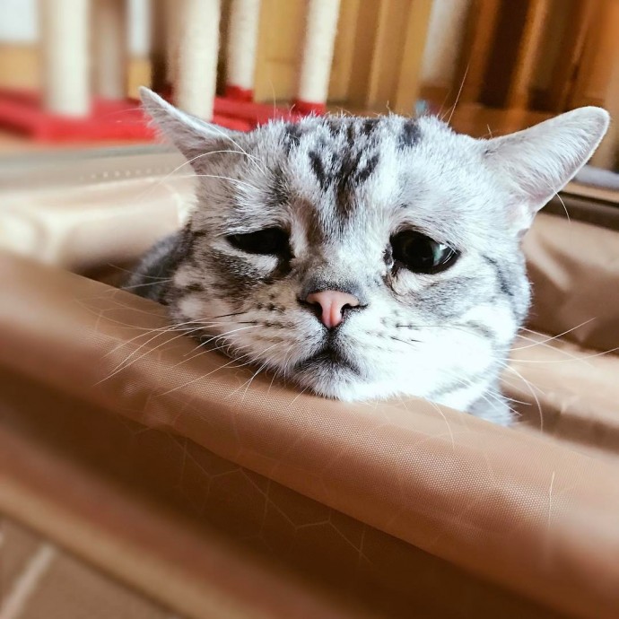 Meet Luhu, The Adorable Sad Cat The Internet Is Falling In Love With