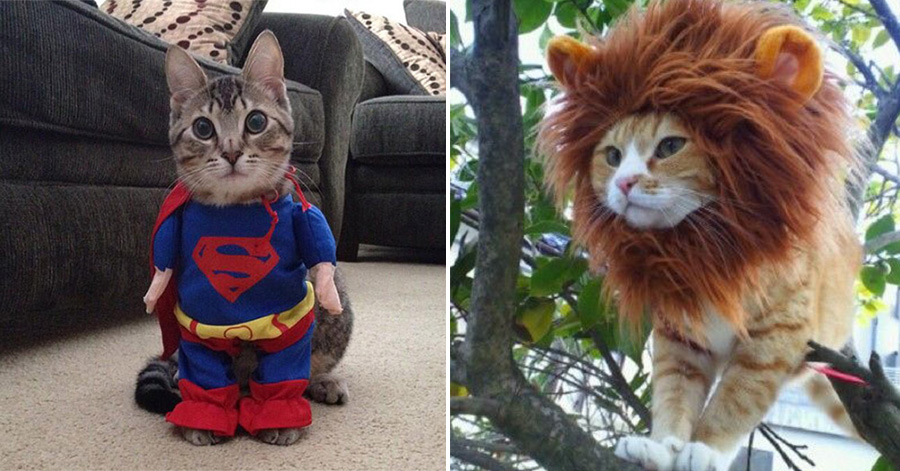 26 Hilariously Creative Halloween Costumes For Cats