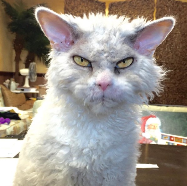 [Image: meet-pompous-albert-the-office-cat-who-l...-01-13.jpg]