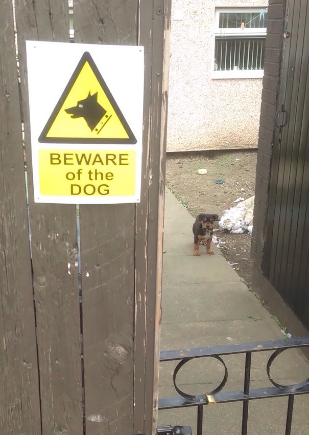 24 "Vicious" Dogs That Make The "Beware Of Dog" Sign Totally Useless