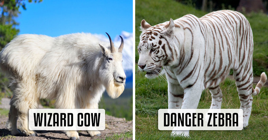 18 Hilarious Brand New Animal Names That Are So Much Better Than The Originals