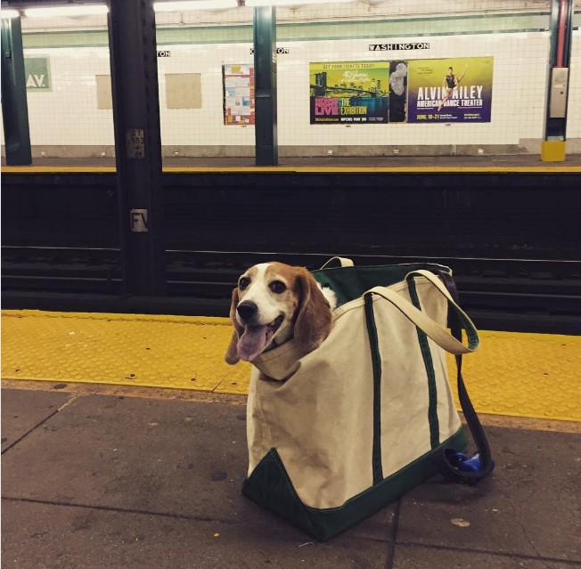 NYC Subway Bans Dogs Unless They Fit Into A Bag, And New