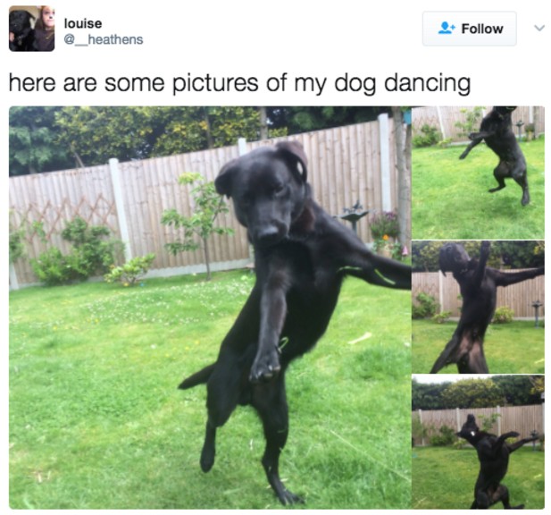 10+ Photos Proving That Dogs Are Adorable Weirdos