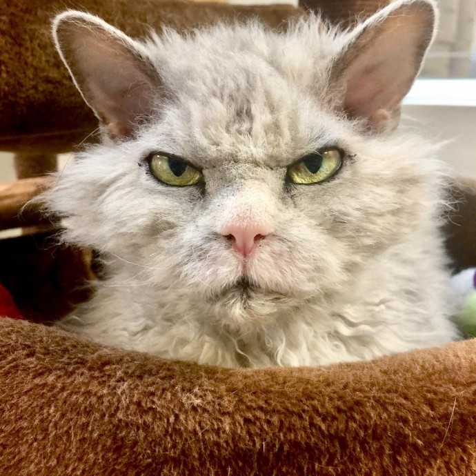 Meet Pompous Albert, The Office Cat Who Looks Always Pissed Off - Page
