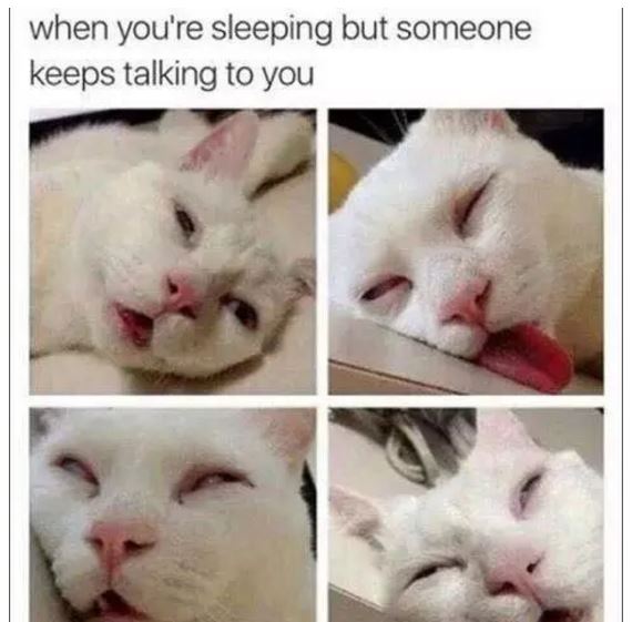 39 funny memes for cat owners