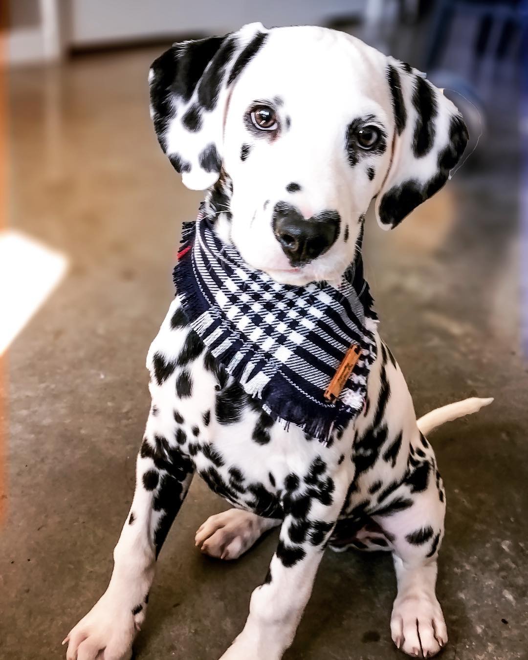 Meet Wiley, The Dalmatian Puppy With A Heart-Shaped Nose The Internet