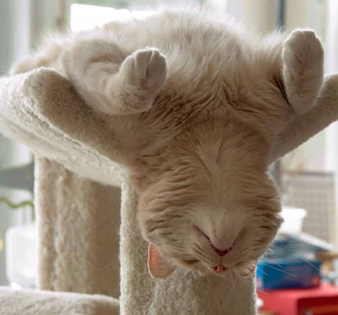 23 Funny Photos Of Cats Sleeping In Weird Positions