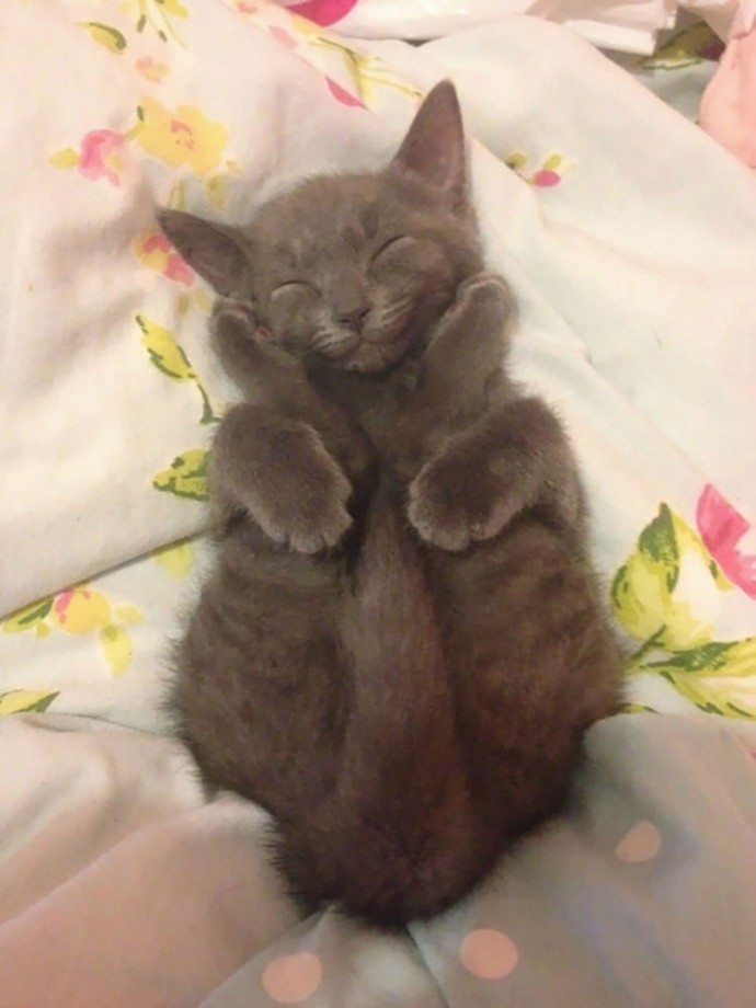 23 Funny Photos Of Cats Sleeping In Weird Positions