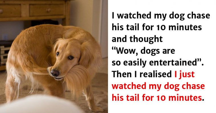 Image result for hilarious dog pics