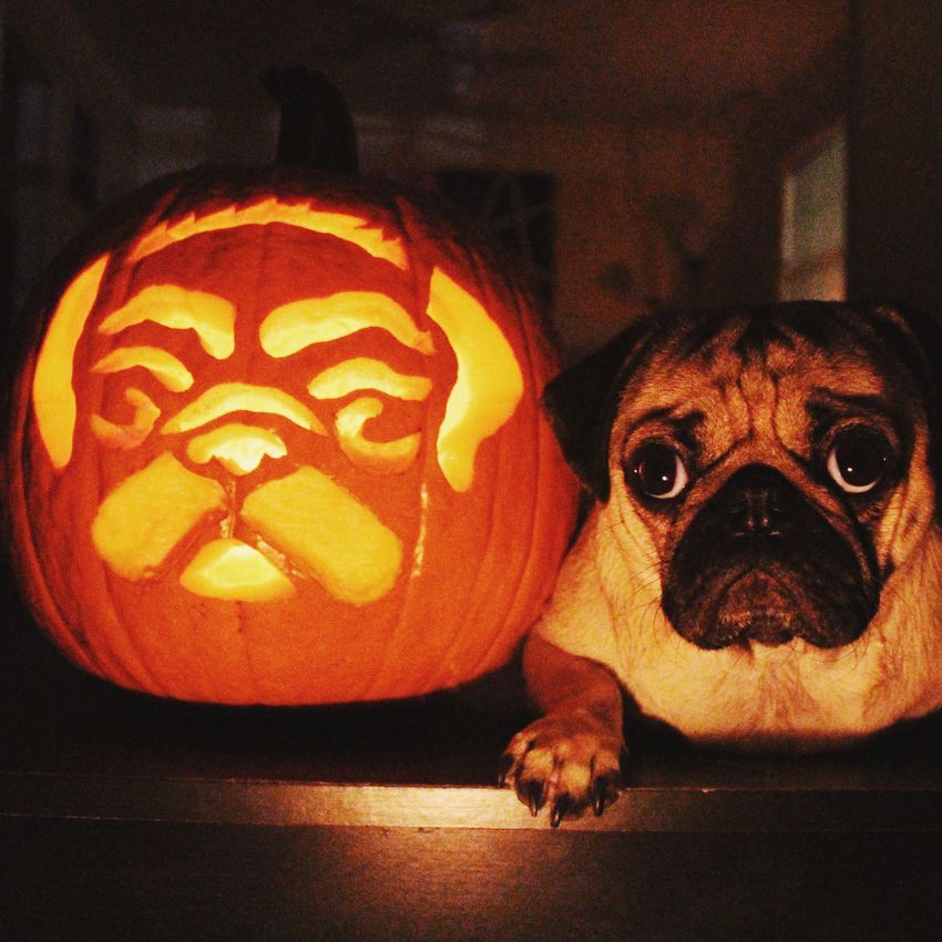 22-dog-themed-pumpkin-carvings-that-will-get-you-into-the-halloween-mood