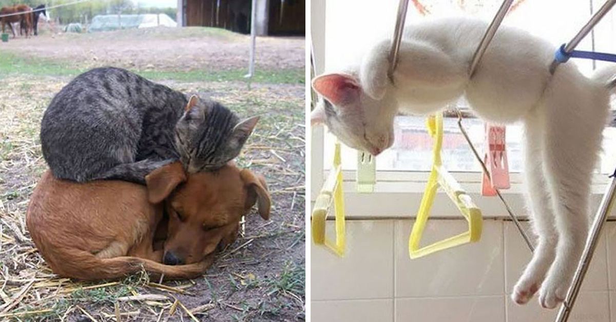 23 Funny Photos Of Cats Sleeping In Weird Positions