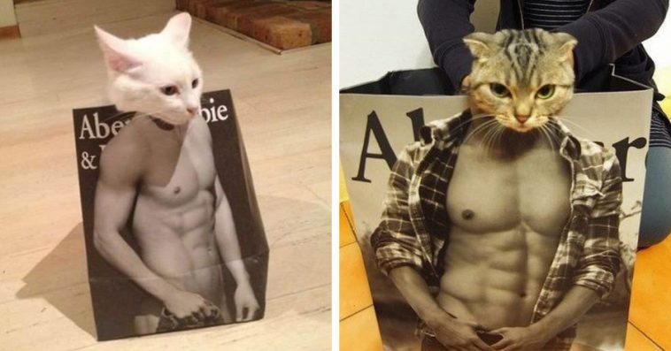 15-hilarious-photos-of-cats-in-abercrombie-bags-758x397.jpg