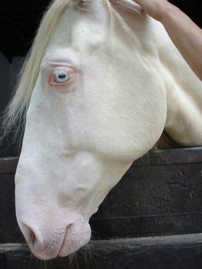 22 Rare Albino Animals That Look Like They Come From Another World