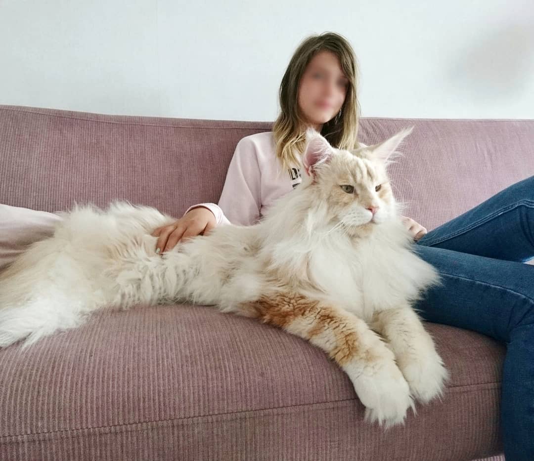Meet Lotus, The Huge Fluffy Maine Coon Cat That's Going Viral On Instagram
