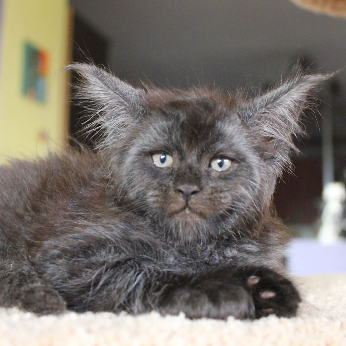 Meet Valkyrie, The Maine Coon Cat With A Human-Like Face That's Going