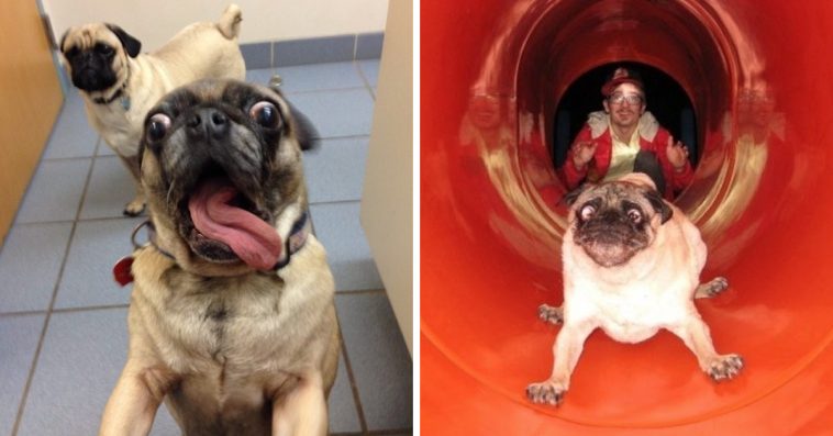 People Are Posting Hilarious Photos Of Their Pugs, And They Prove They
