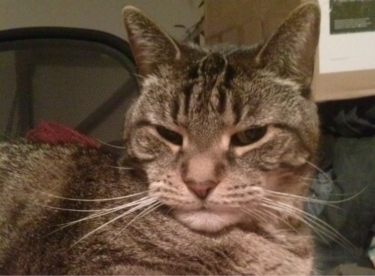 15+ Disappointed Cats Who Are Judging You Poor Life Choices - Page 2 of 4