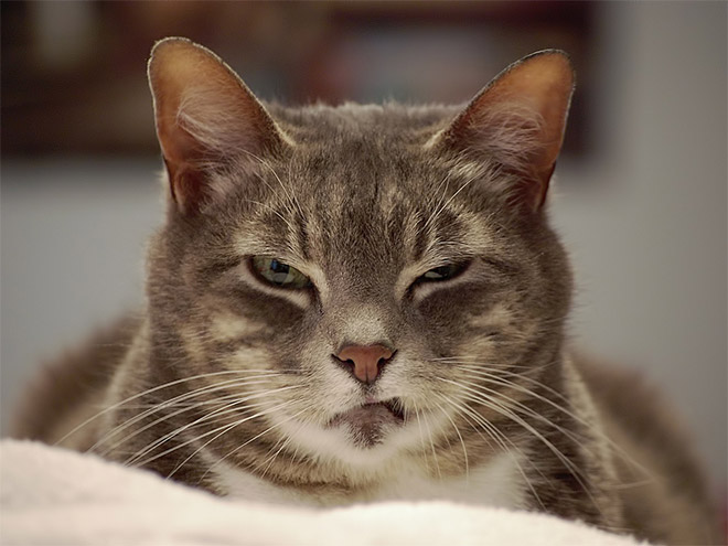 15-disappointed-cats-who-are-judging-you
