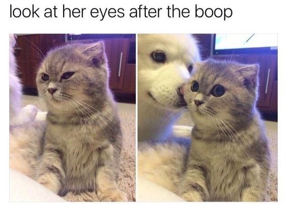 20 Adorable Kitten Memes To Cheer Up Your Day
