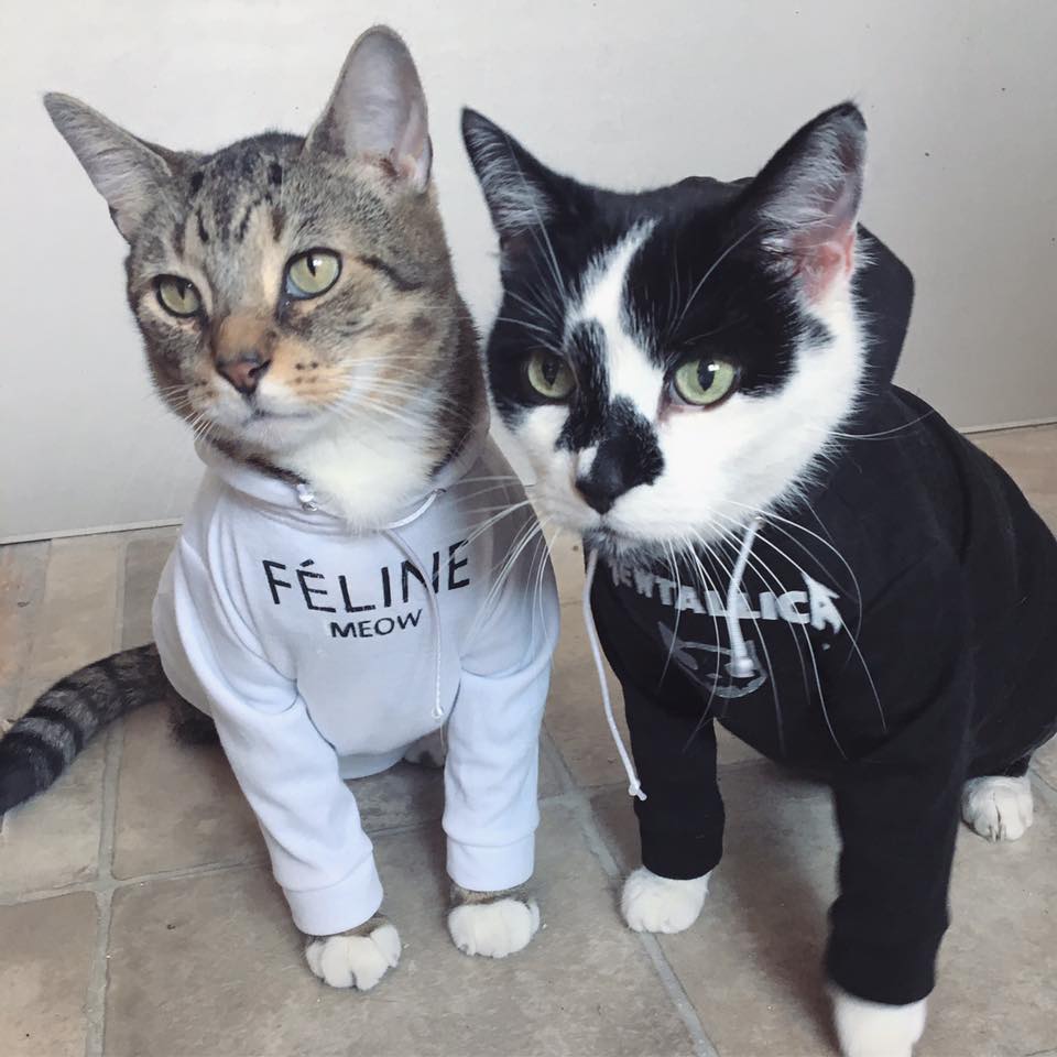 Cats In Hoodies Are A Thing Now, And We Can't Get Enough Of Them - Page