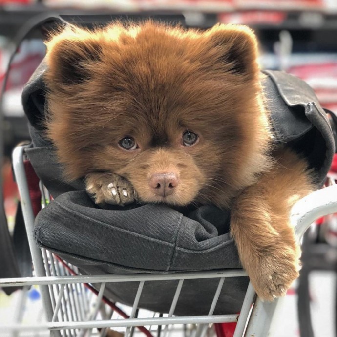 pomeranian that looks like a teddy bear