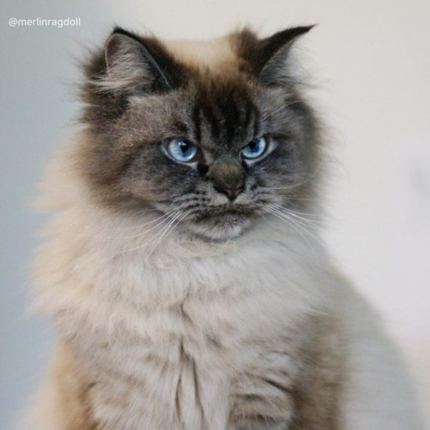 Meet Merlin, The Ragdoll Cat Who Looks Always Pissed Off - Page 4 of 4