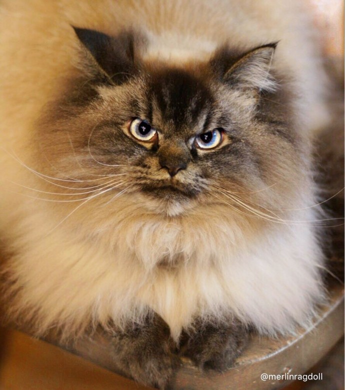 Meet Merlin, The Ragdoll Cat Who Looks Always Pissed Off - Page 4 of 4