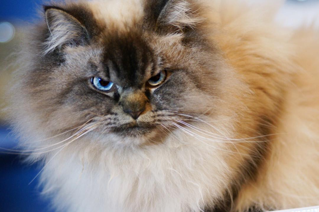 Meet Merlin, The Ragdoll Cat Who Looks Always Pissed Off - Page 2 of 4