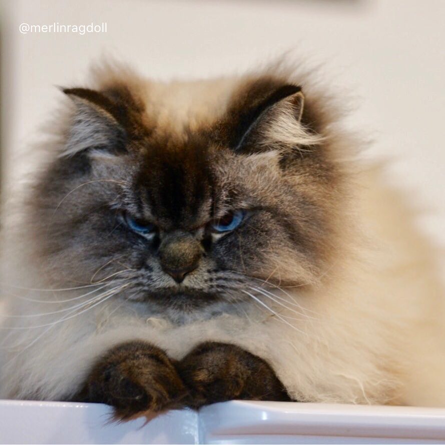 meet merlin, the ragdoll cat who looks always pissed off