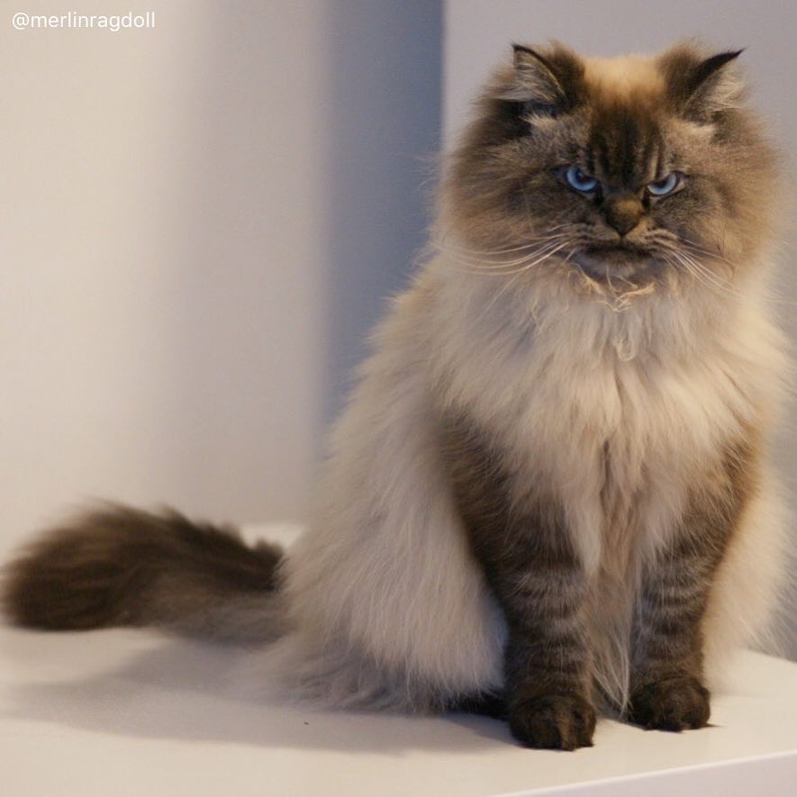 meet merlin, the ragdoll cat who looks always pissed off