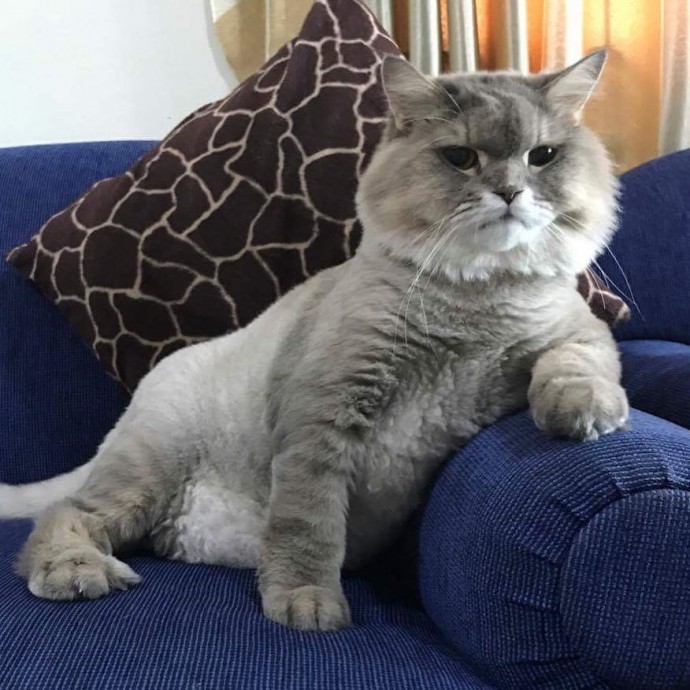 Meet Bone Bone, The Big Fluffy Cat From Thailand Who Is Going Viral On